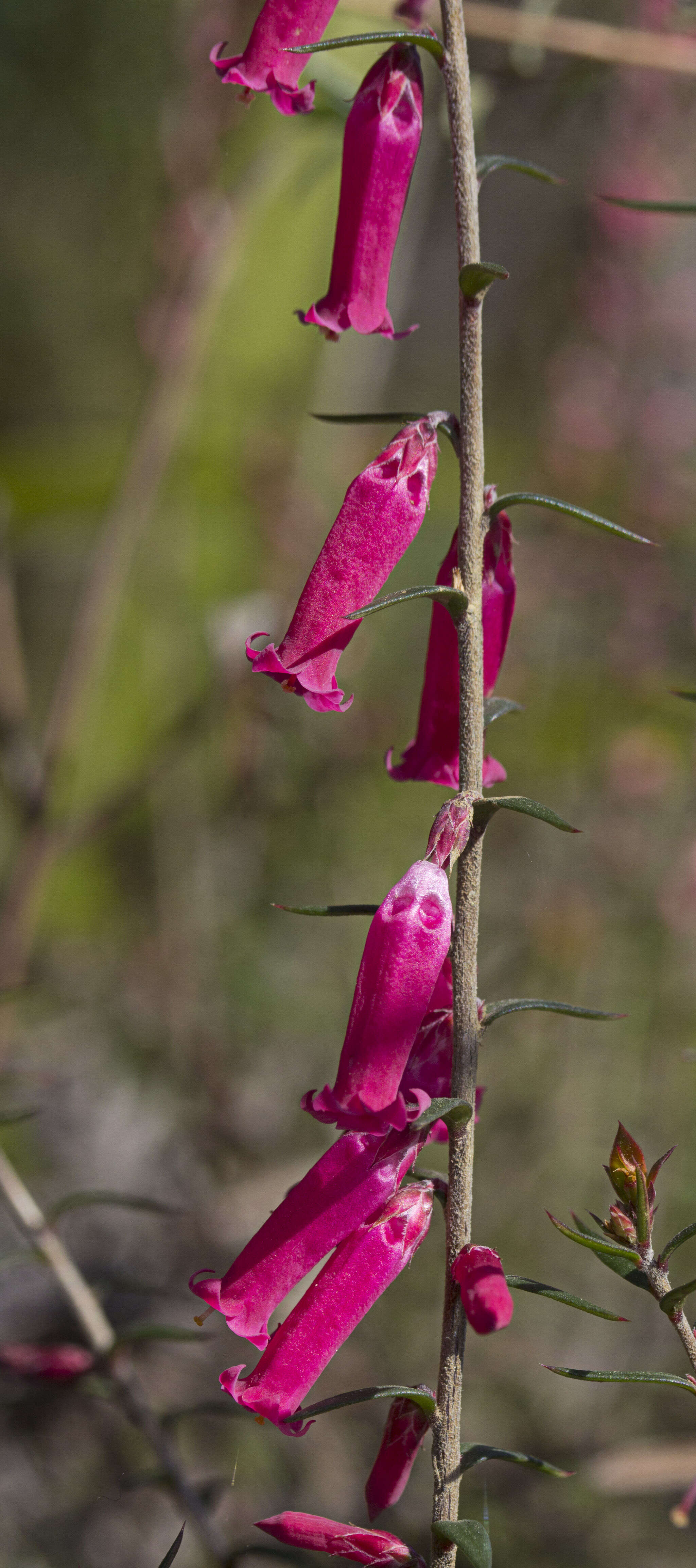 Plancia ëd Epacris impressa Labill.