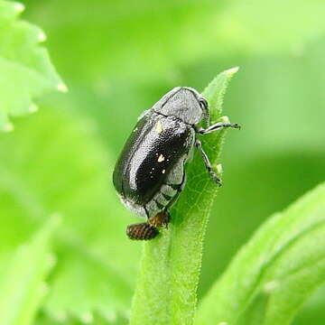 Image of Lord Leaf Beetle