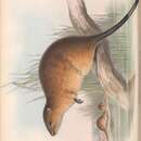 Imagem de Hydromys chrysogaster É. Geoffroy 1804