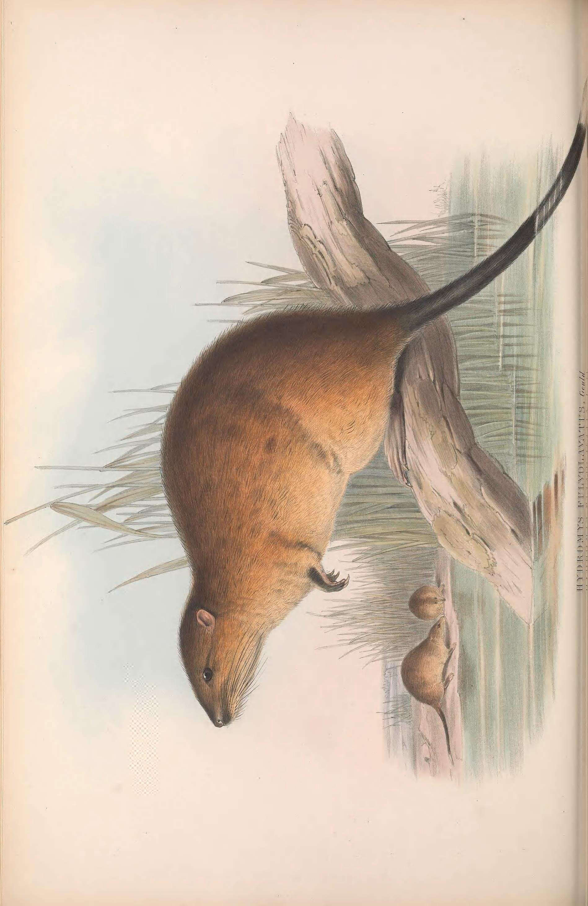 Image of synapsids
