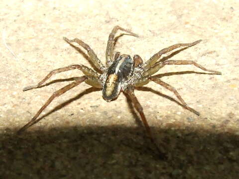 Image of wolf spiders