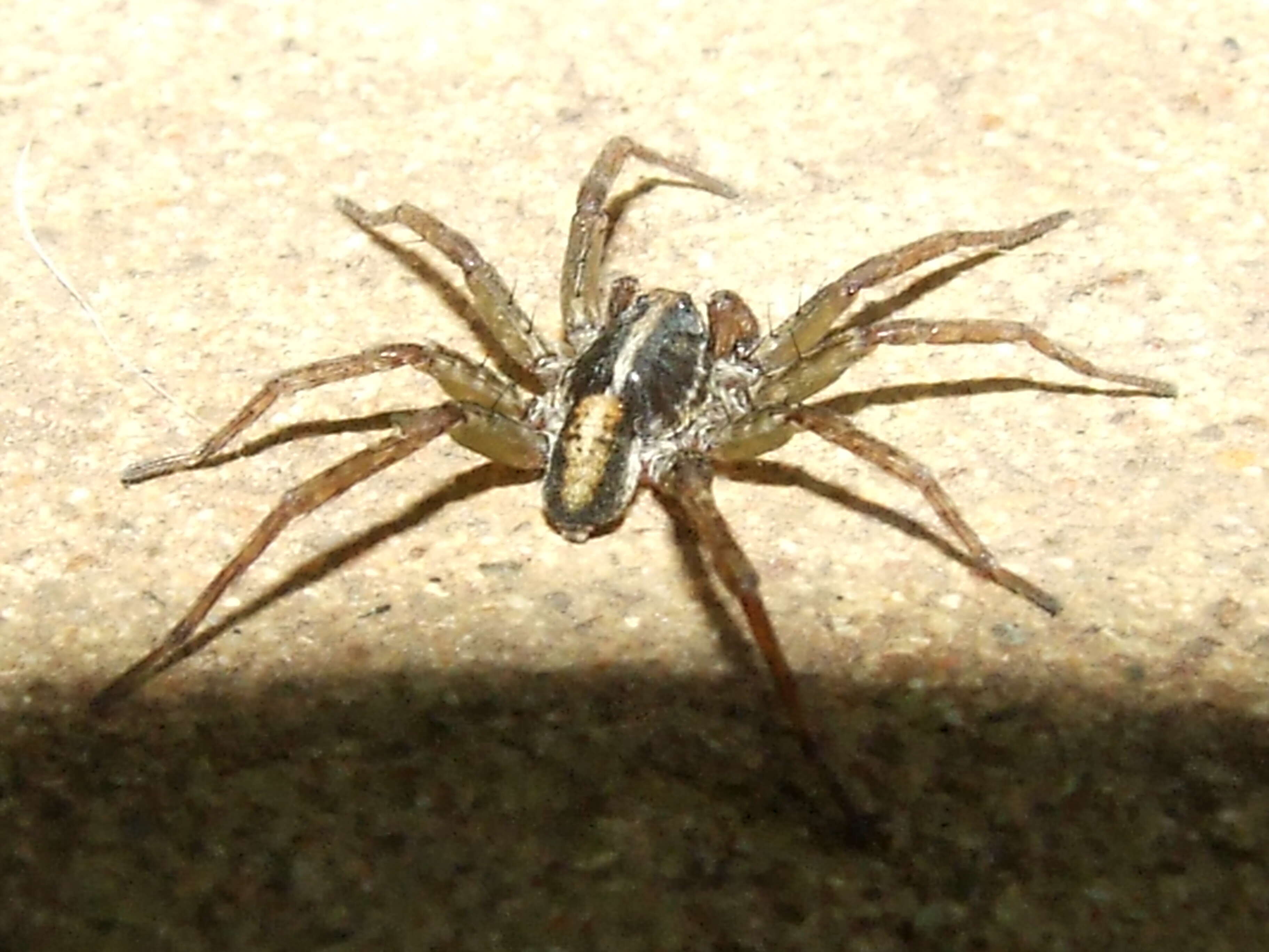 Imagem de Lycosidae