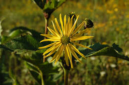 Image of cup plant