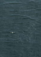 Image of Fulmar