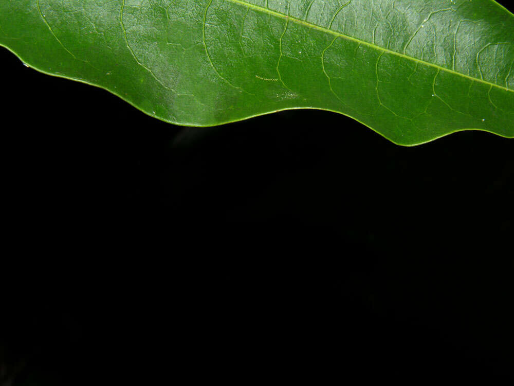 Image of Erythroxylum citrifolium A. St.-Hil.