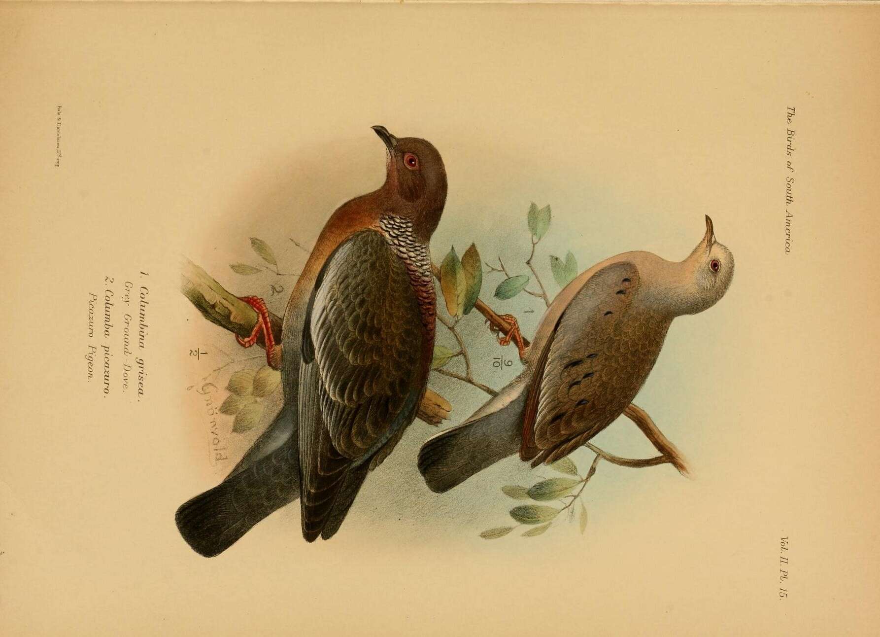 Image of Patagioenas Reichenbach 1853