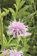 Image of Bee Balm