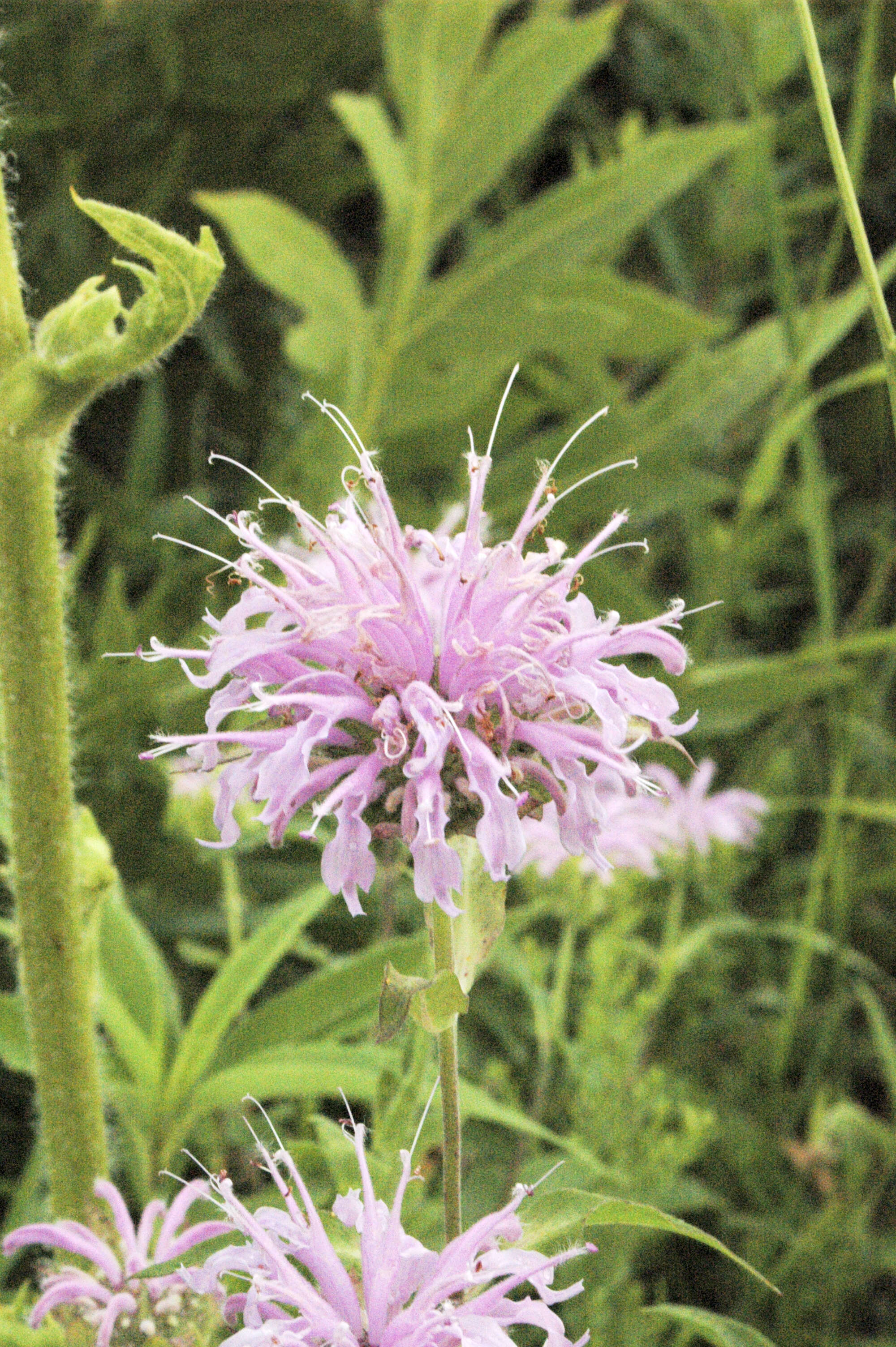 Image of wild bergamot