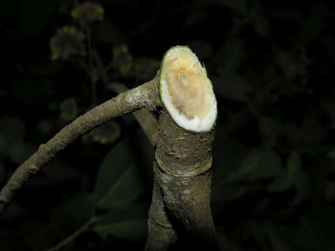 Image of Ficus pertusa L. fil.