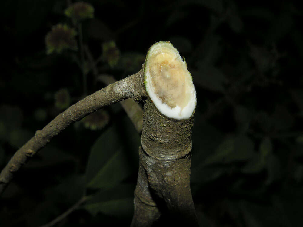 Слика од Ficus pertusa L. fil.