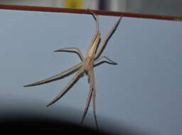 Image of long-legged sac spiders