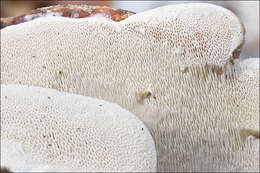 Image of Fomitopsis