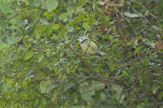 Image of Apalis Swainson 1833