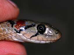 Image of Checkered Keelback Snake