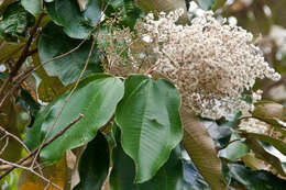 Слика од Miconia argentea (Sw.) DC.