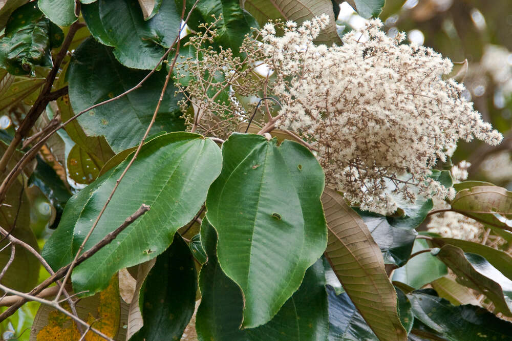 Слика од Miconia argentea (Sw.) DC.