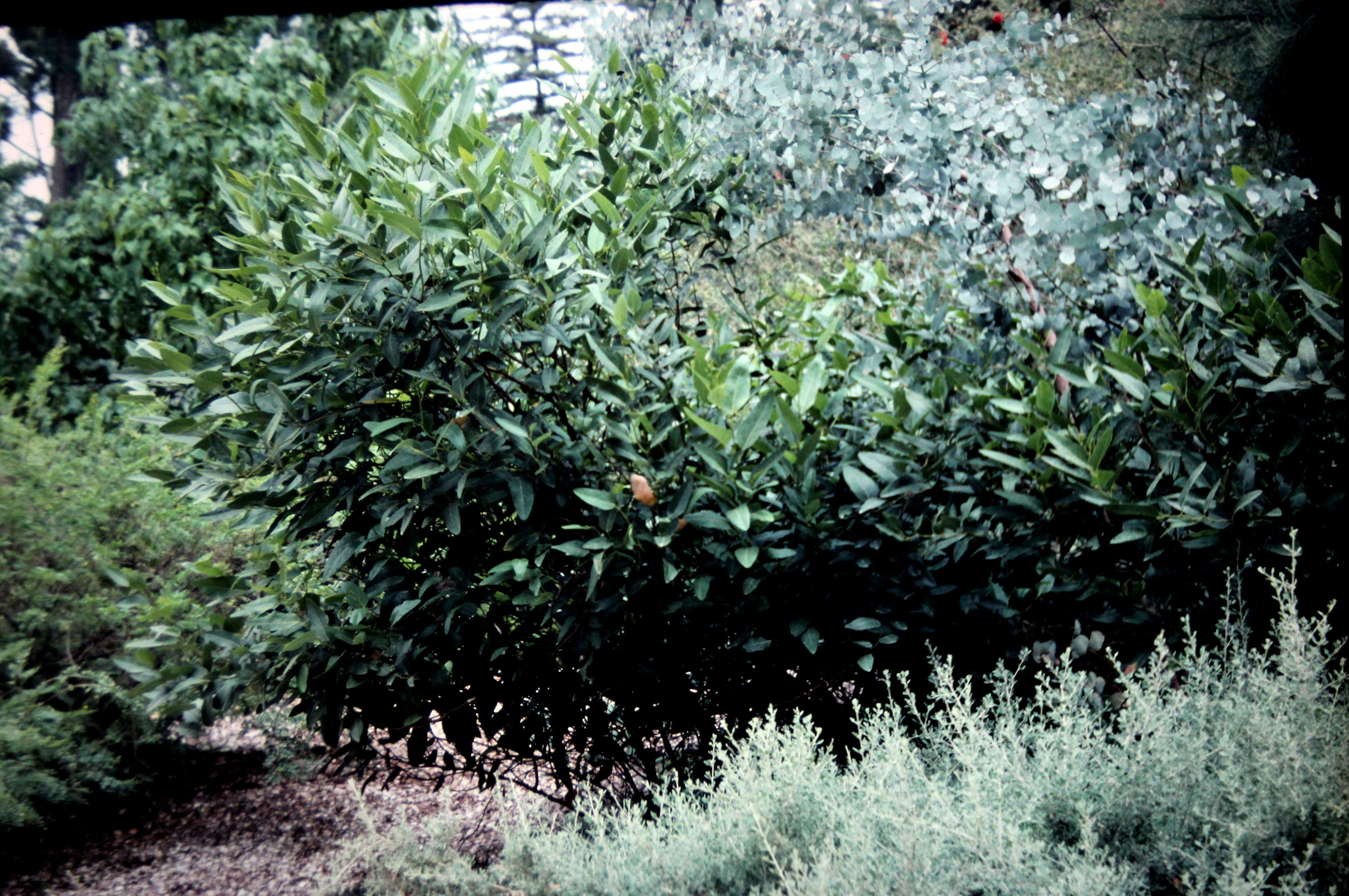 Image of coral-pea