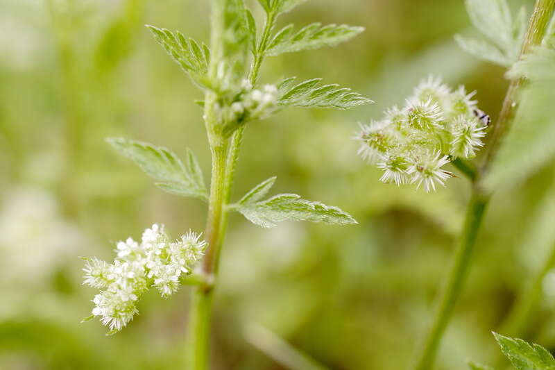 Image of hedgeparsley