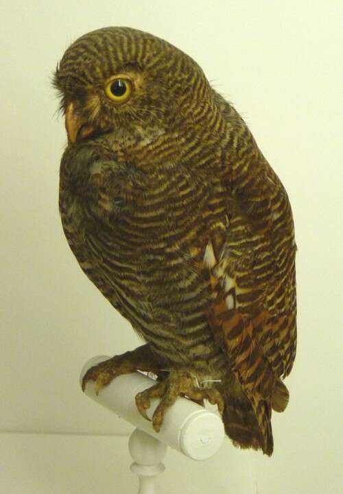 Image of Glaucidium Boie & F 1826