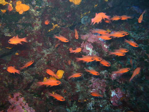 Image of Cardinal Fish