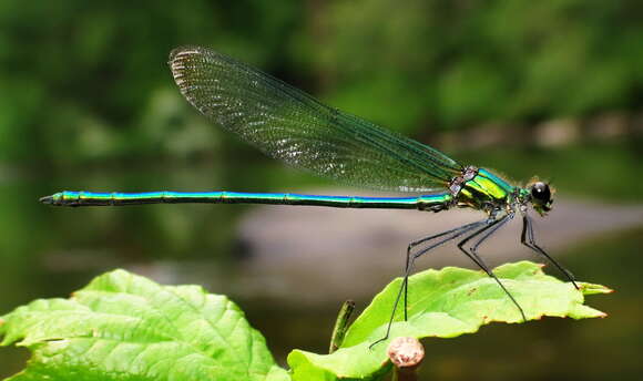 Image of Jewelwings