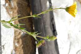 Image of Calendula suffruticosa Vahl