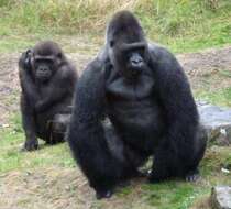 Image of Lowland Gorilla