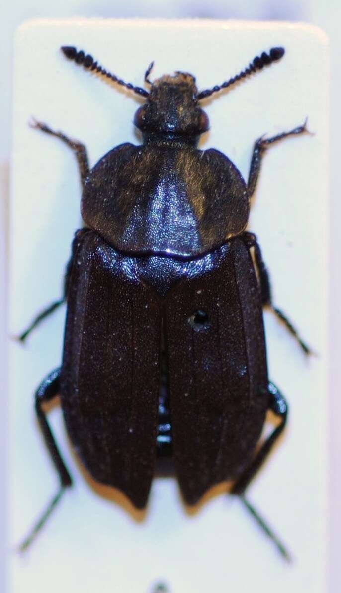 Thanatophilus pilosus (Jakovlev 1889) resmi