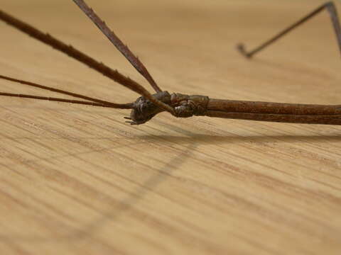 Image of Ctenomorpha marginipennis Gray & G. R. 1833