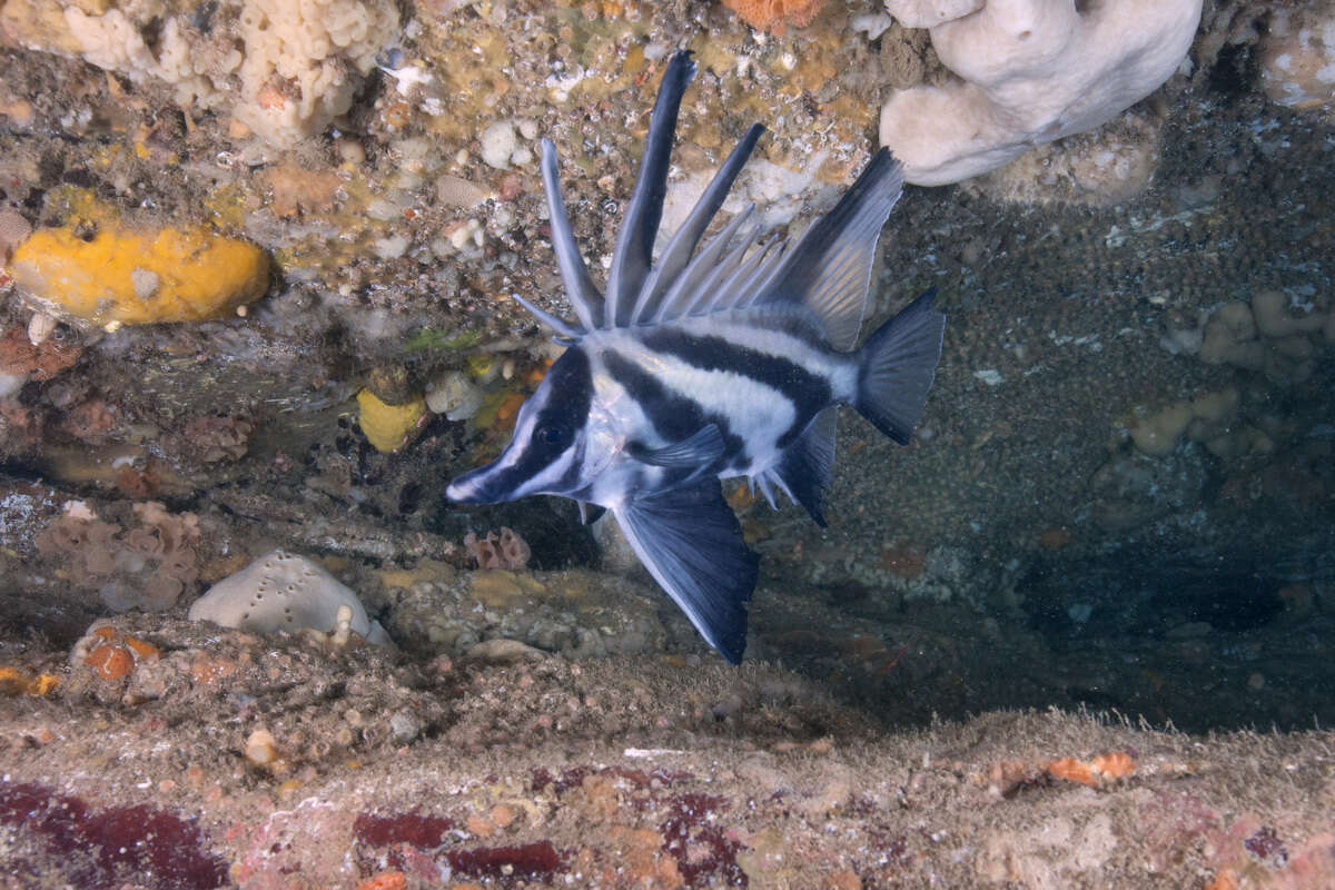صورة Pentaceropsis