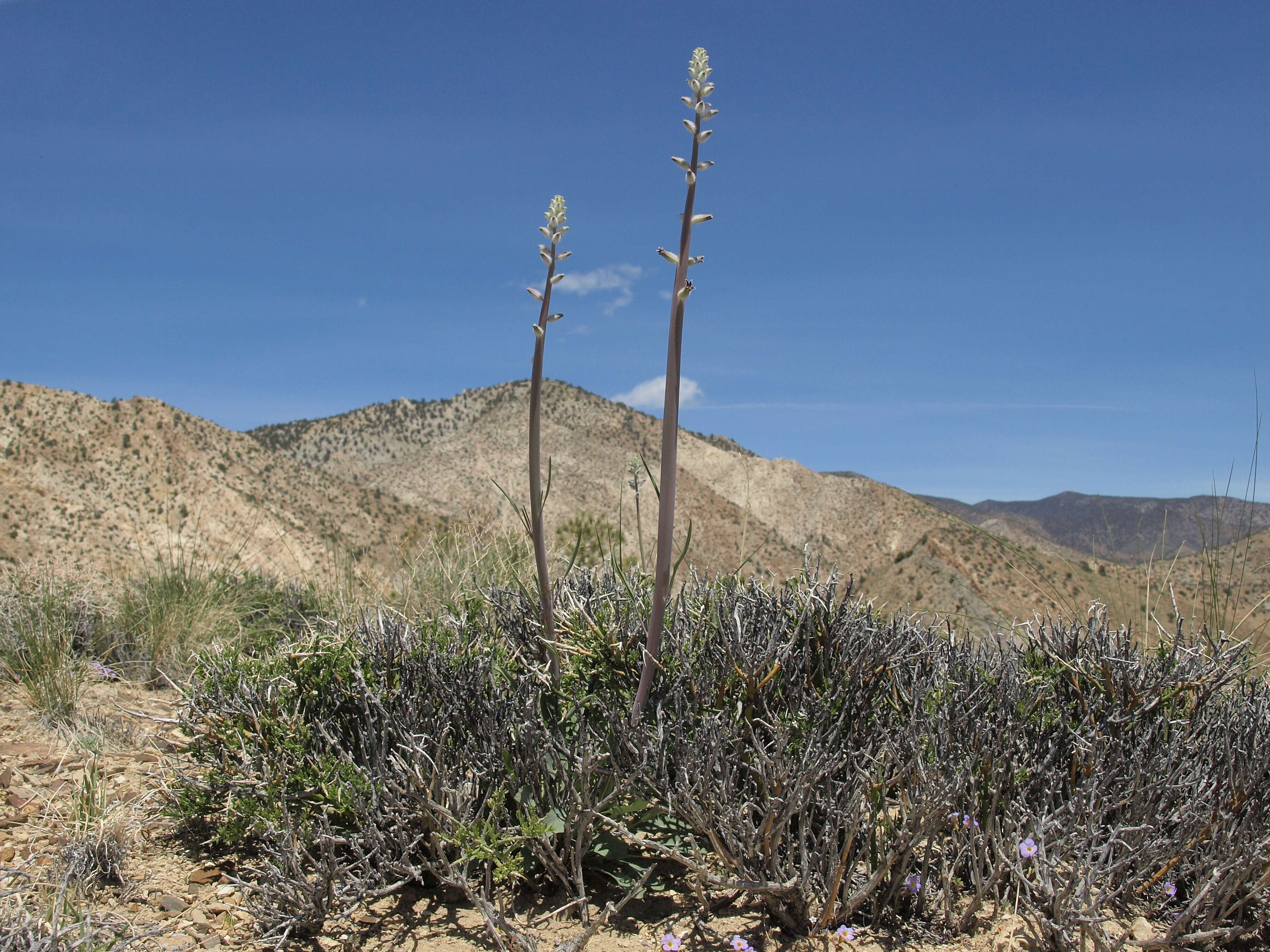 Image of wild cabbage