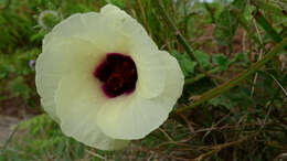 Image of Hibiscus diversifolius Jacq.