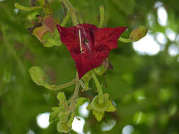 Image of sausage tree