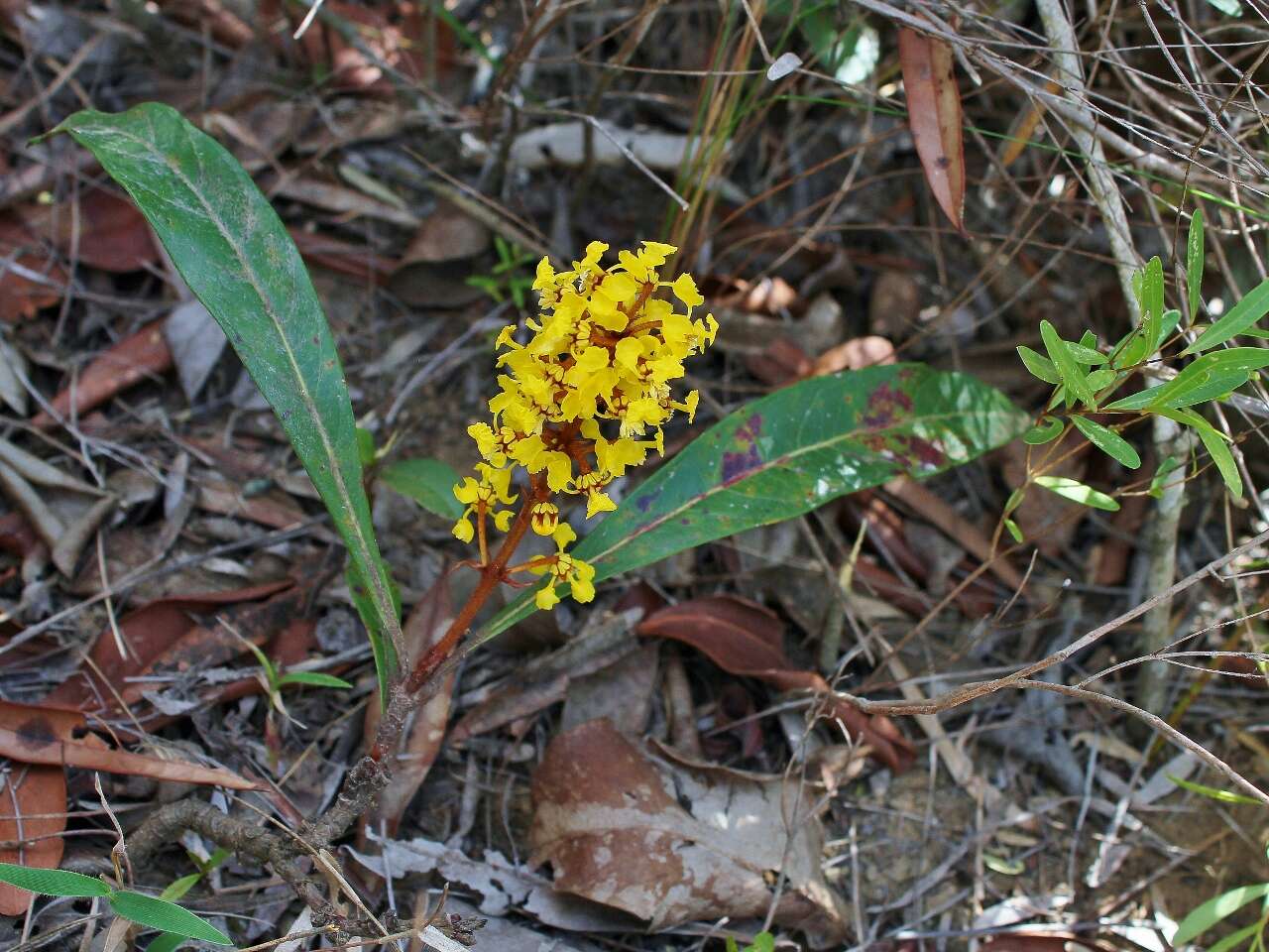 Image of Byrsonima viminifolia A. Juss.