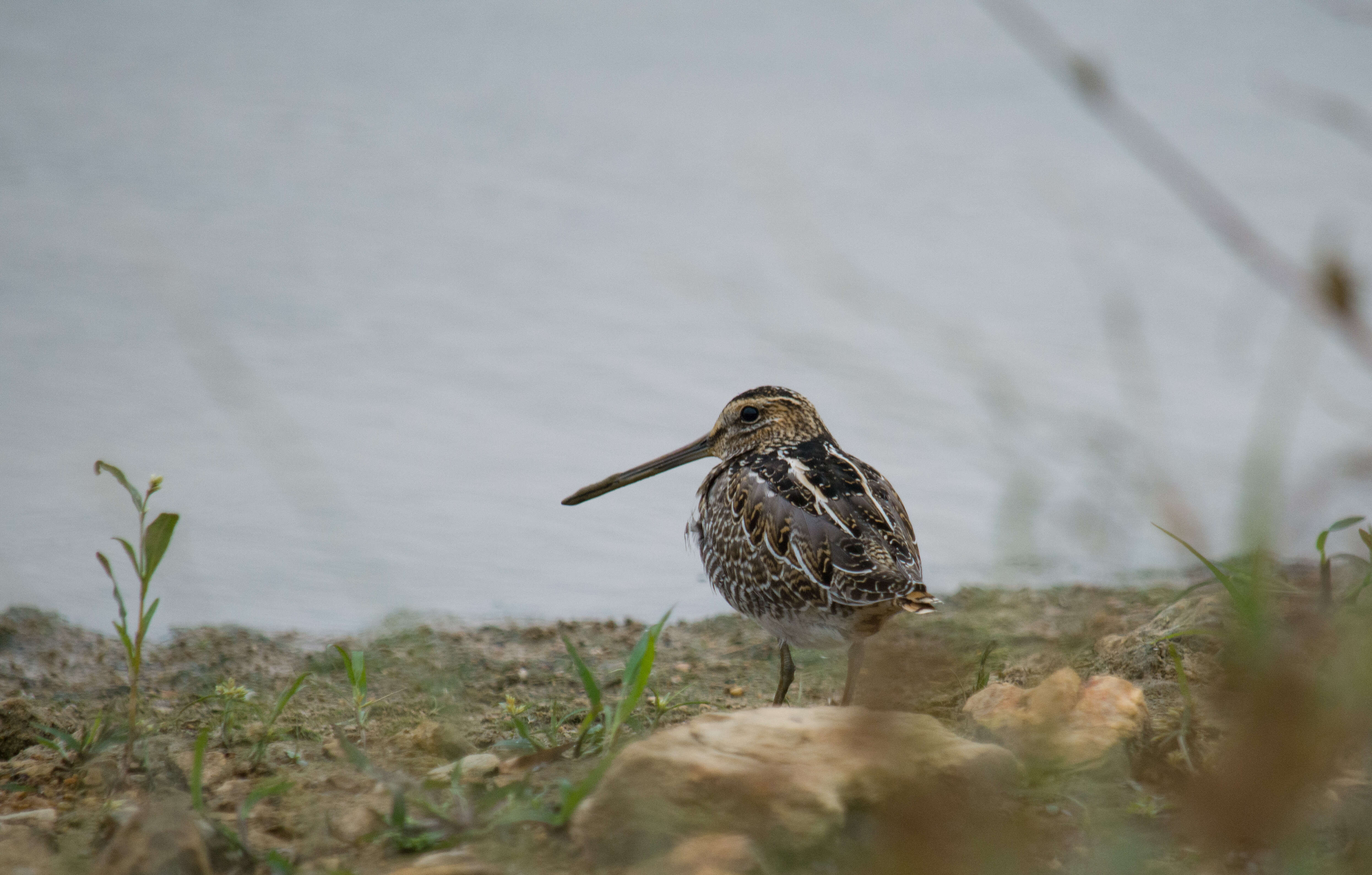 Image of Wilson's Snipe