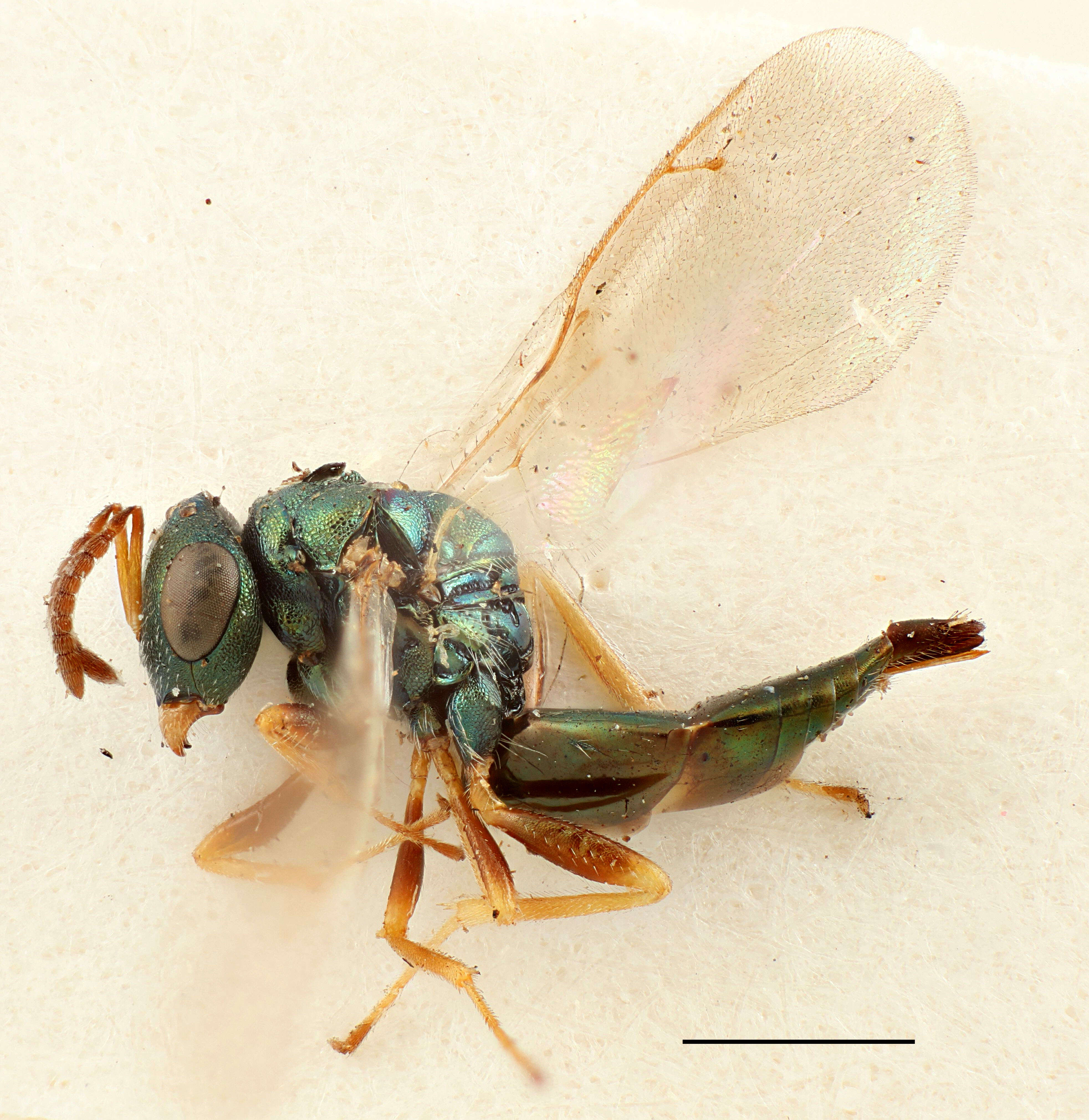 Image of Halticoptera