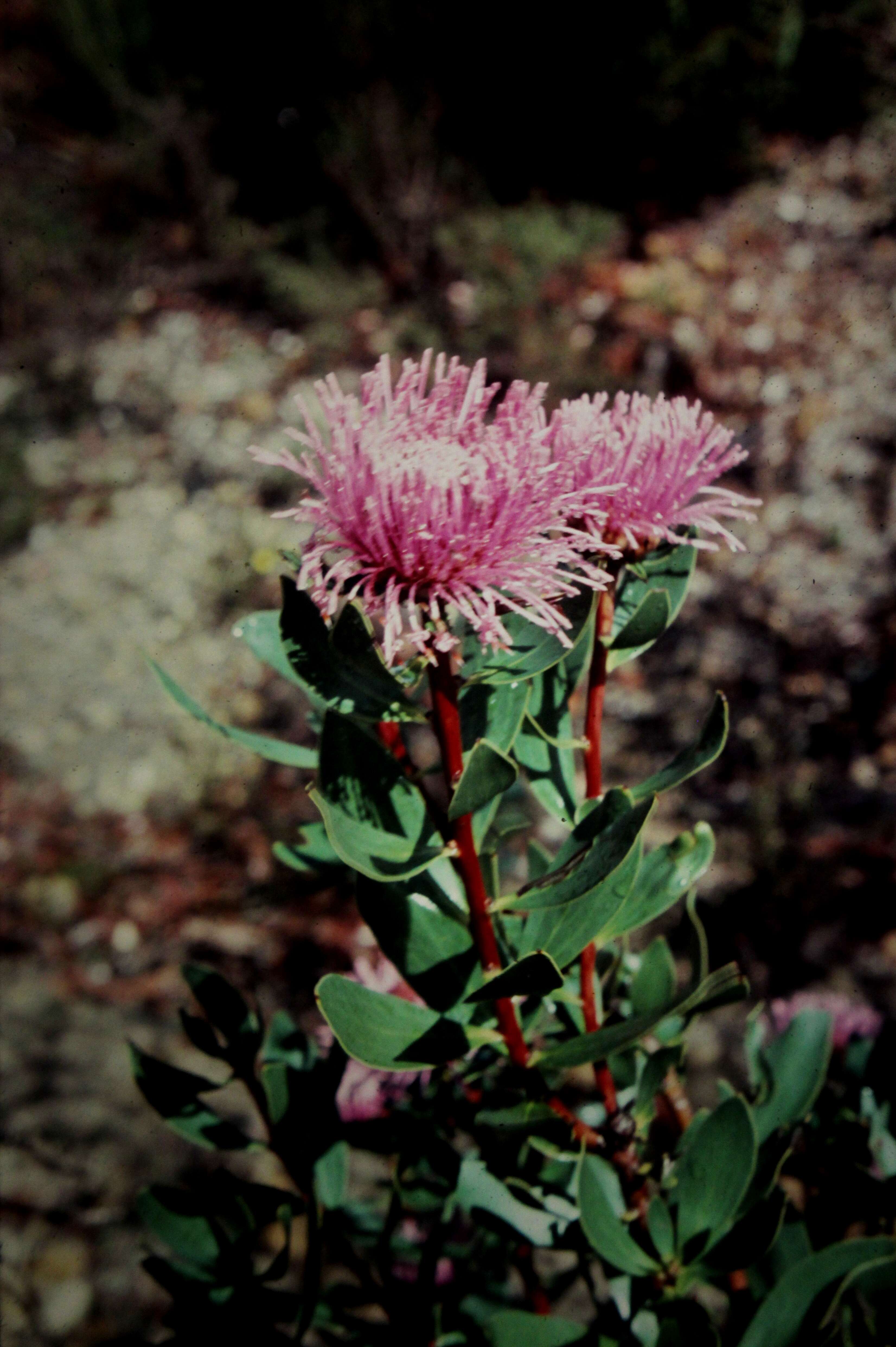 Image of Isopogon latifolius R. Br.