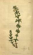 Image of bedstraw