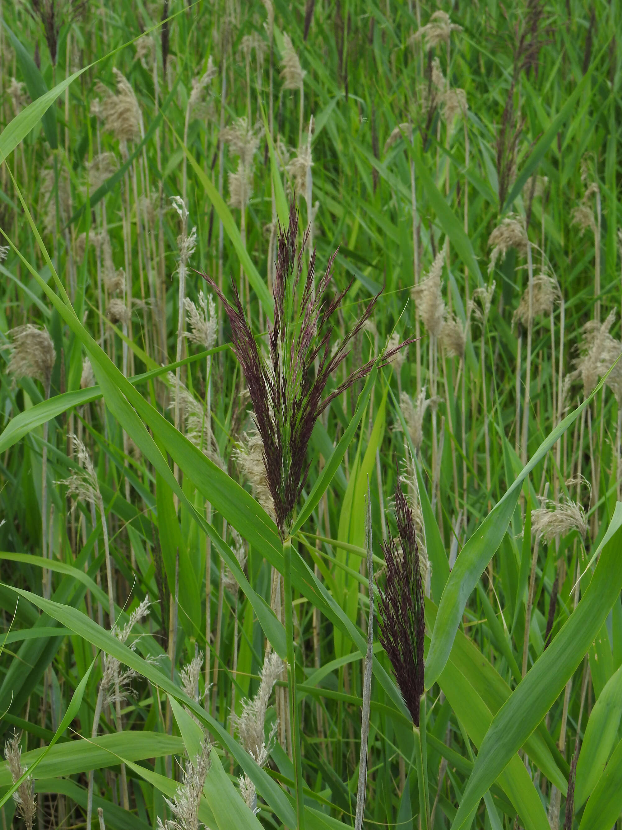 Image of reed