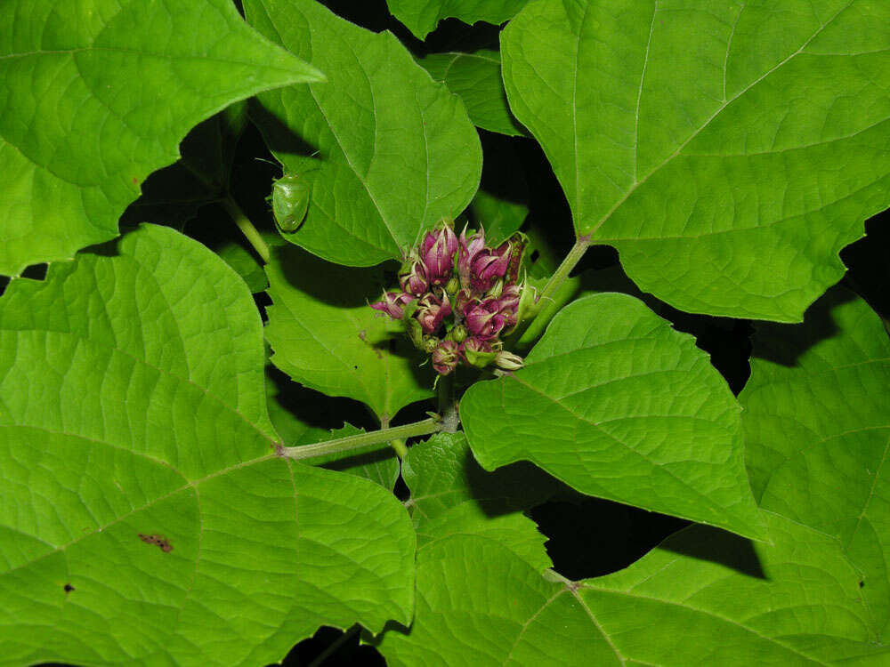 Image of Clerodendrum philippinense Elmer