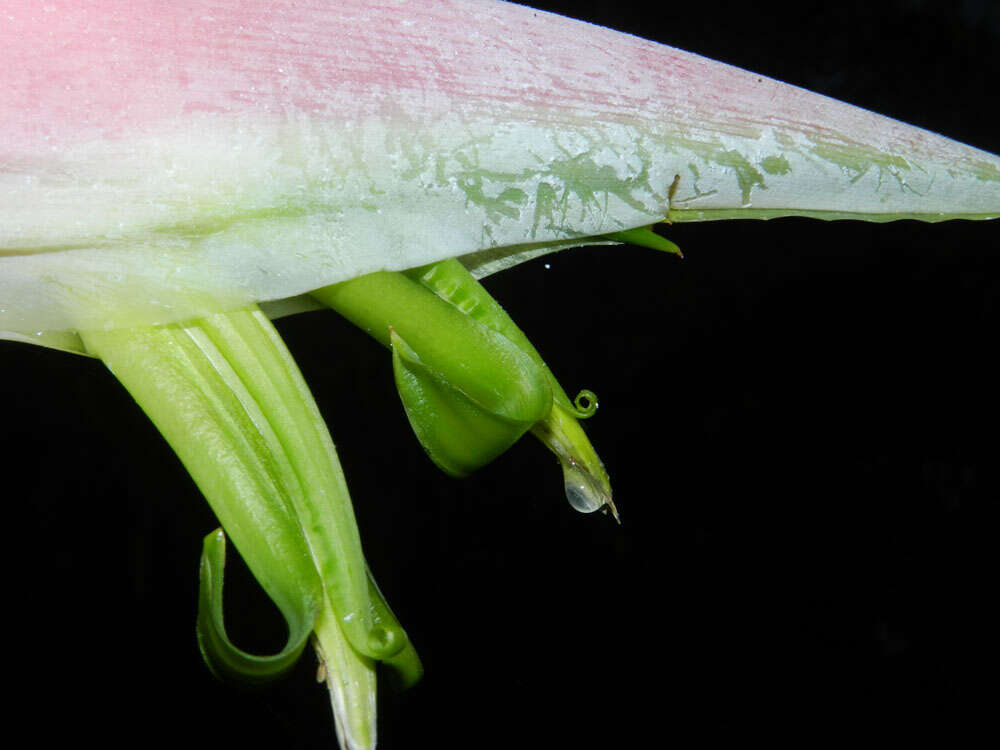 Image of Heliconia chartacea Lane ex Barreiros