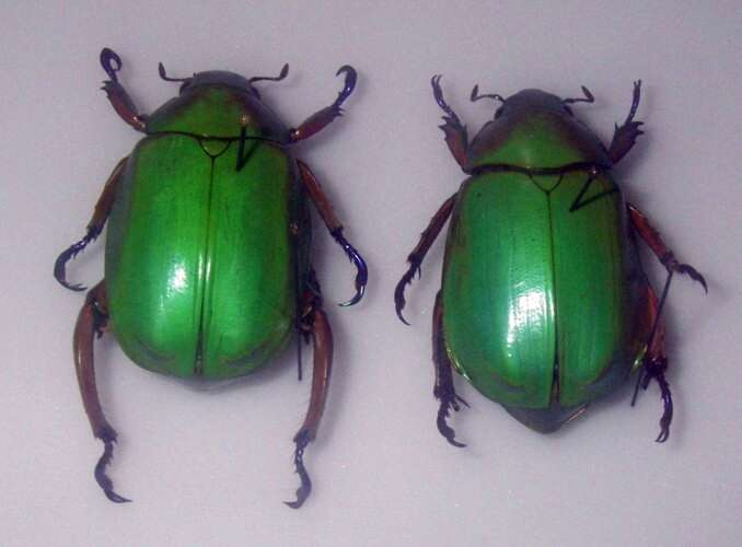 Image of Jewel scarab