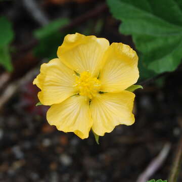 Image of Abutilon sonneratianum (Cav.) Sweet