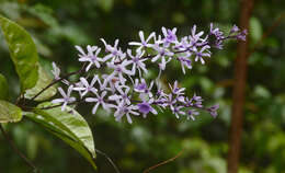 Image of Petrea bracteata Steud.