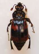 Nicrophorus (Nicrophorus) quadripunctatus (Kraatz 1877) resmi