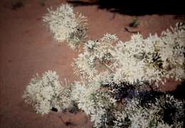 Image of Grevillea anethifolia R. Br.