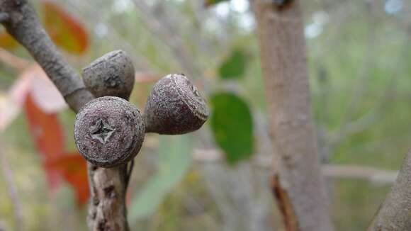 Image of scribbly gum