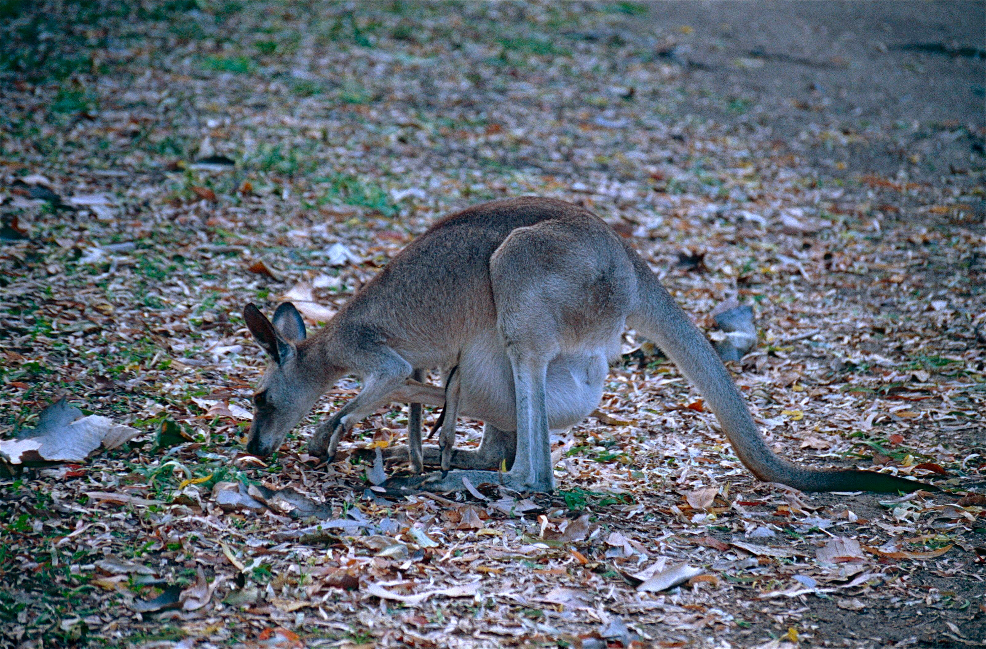 Image of kangaroo