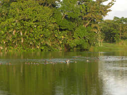 Image of Lesser Scaup