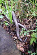 Image of Colubrine or yellow-lipped sea krait